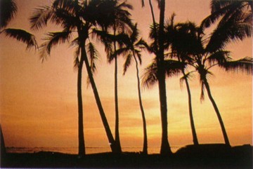 Sunset Palms